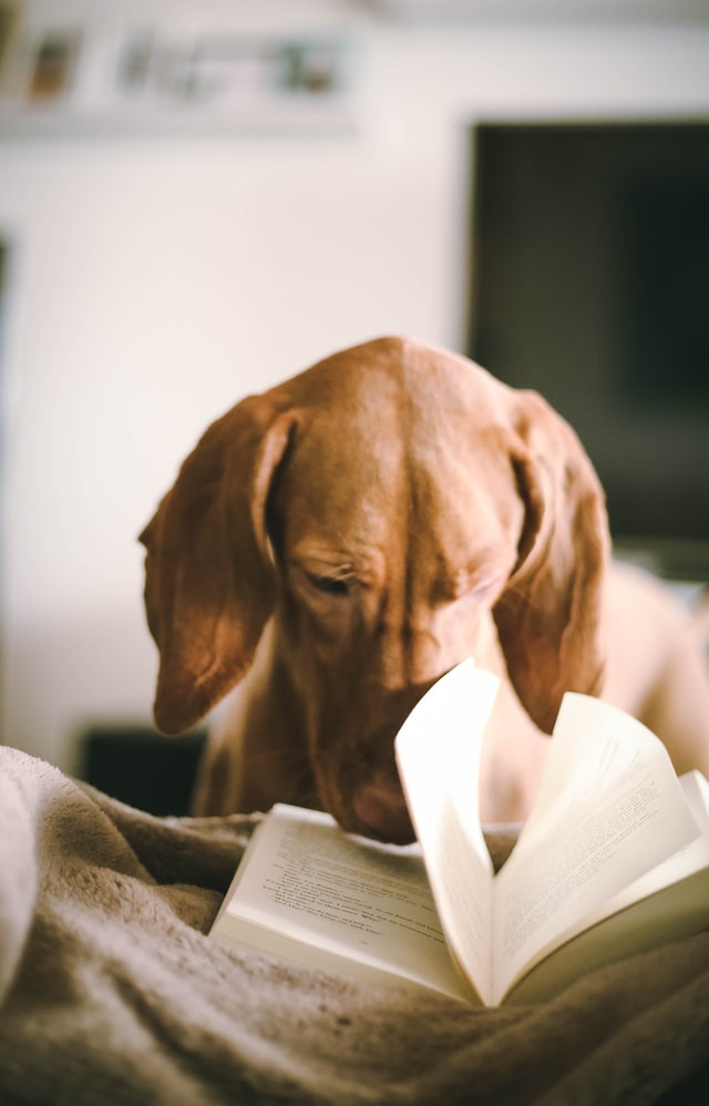 Perro salchicha con un libro