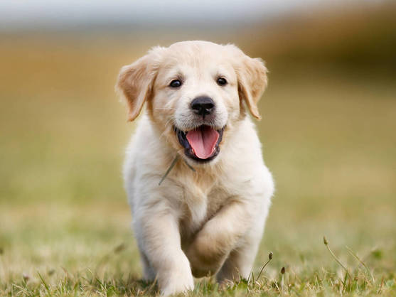 this is an image of a lovely running puppy.